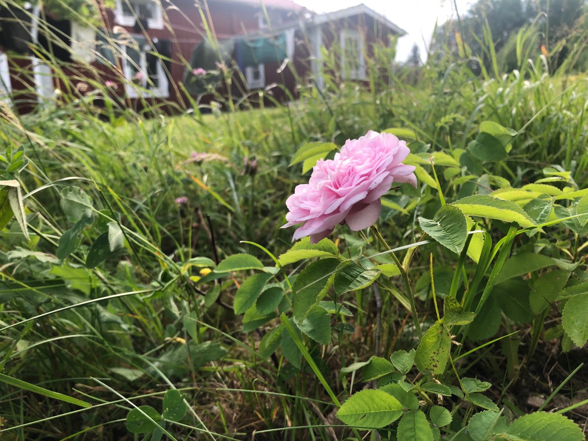 2025 – året&nbsp;då…